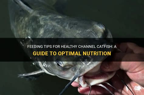 channel catfish nutrition